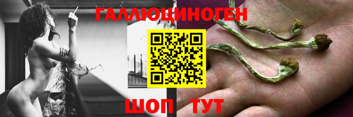 Псилоцибиновые грибы Psilocybe  Вход с VPN  Выборг 
